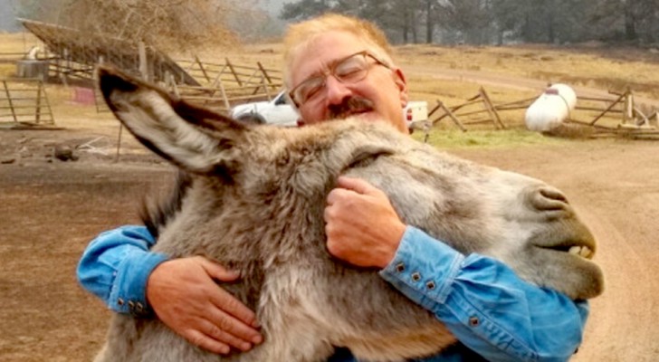 A donkey and a horse survive a fire on a farm: their embrace with the owner is truly touching