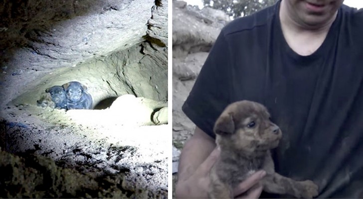 Un gruppo di volontari scava un passaggio all'interno di una grotta e salva 9 cuccioli indifesi e spaventati