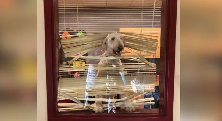 A dog secretly follows the children to school and ends up in the principal's office - a hilarious scene