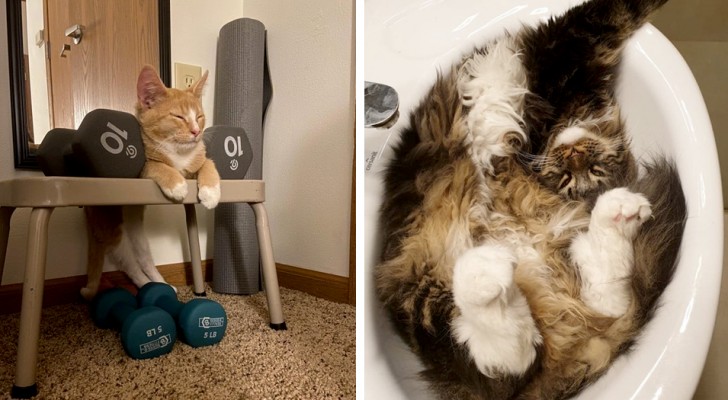 15 cats who dozed off in the most unthinkable places and positions
