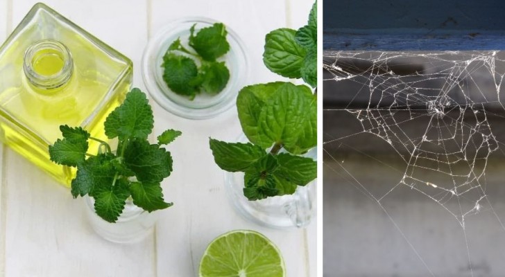 2 trucchi fai-da-te ed efficaci per creare repellenti naturali contro i ragni