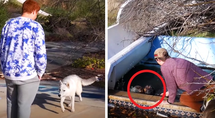 They visit an abandoned water park and meet 2 strays who lead them to their friend in need