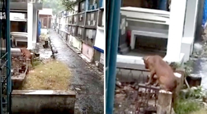 A dog guards his master's grave every day: he doesn't want to part from the man who died three months