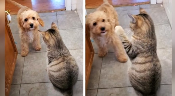 O cachorro quer chegar até a dona, mas o gato não o deixa passar: após alguns segundos ele volta com reforços