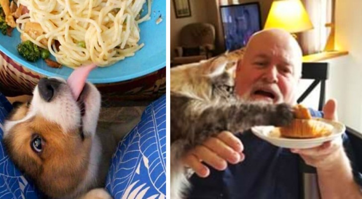 17 naughty pets who were caught red handed while stealing their masters' food