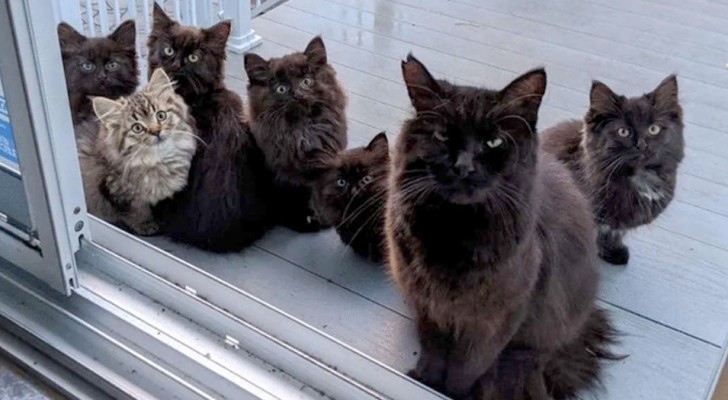Een zwerfkat "bedankt" de vrouw die haar heeft gered door zich met 6 kittens bij de voordeur te presenteren
