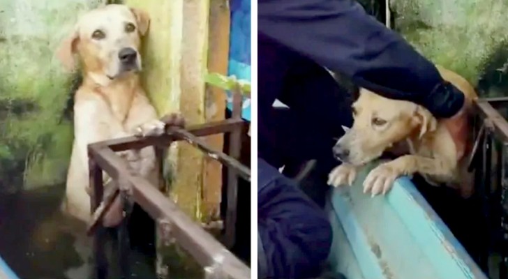 Ein Hund rettet sich vor einer heftigen Überschwemmung, indem er sich am Geländer festhält: der Moment der Rettung