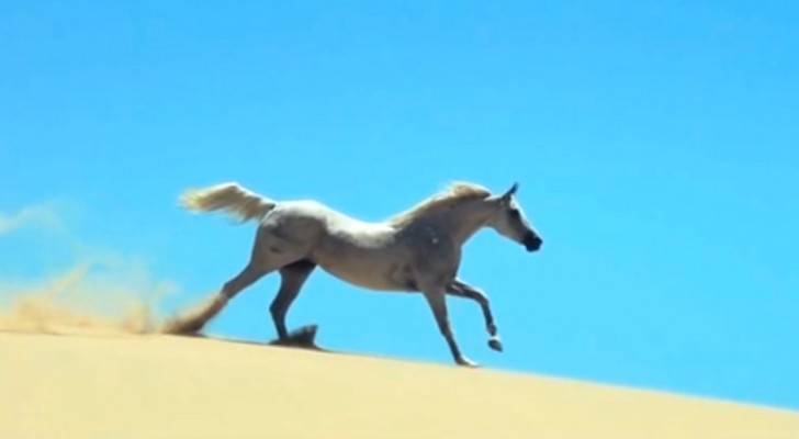 Si vous aimez les animaux, cette vidéo splendide sur les chevaux vous EMERVEILLERA