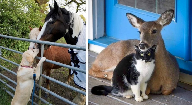 15 cute animals that know no differences when it comes to friendship