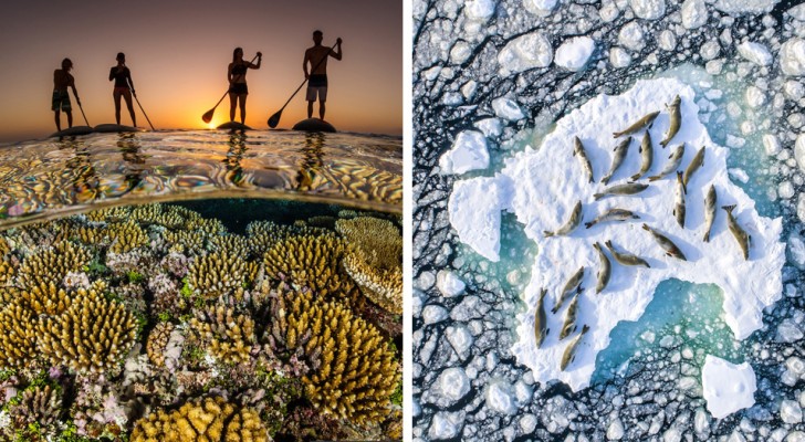 Die Fotos der Finalisten des Ocean Photography Awards zeigen unsere Meere in ihrer ganzen Majestät und Zerbrechlichkeit