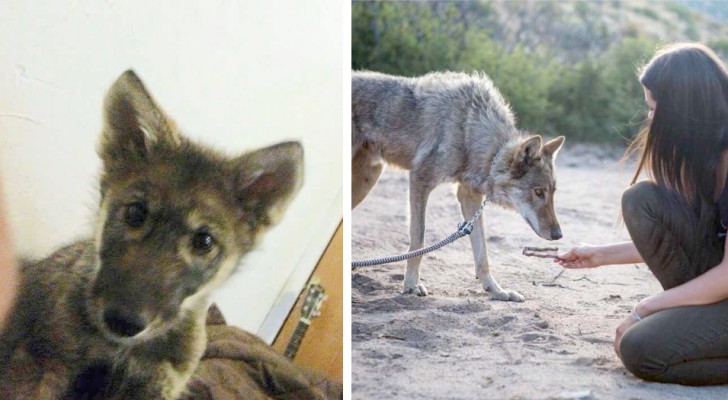 Adotou um cachorrinho encontrado na rua, mas depois os veterinários revelaram que era um filhote de lobo