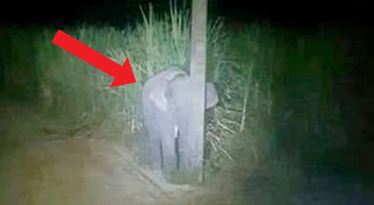 A baby elephant is "caught" eating sugar cane and tries to hide behind a post