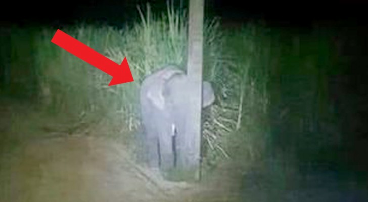 Um elefante bebê é flagrado comendo cana-de-açúcar e tenta se esconder atrás de um poste