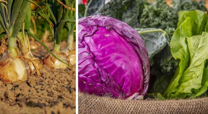 9 légumes à cultiver pendant l'hiver, parfaits pour profiter des fruits de la terre même quand il fait froid