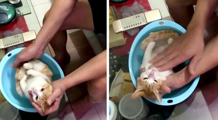 Un grand-père attentionné montre à son fils comment donner le bain à son bébé en utilisant un chaton détendu comme "modèle"