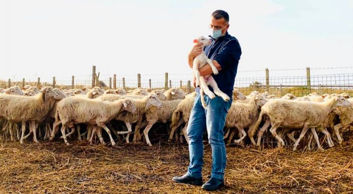 A shepherd falls ill with Covid-19 and can no longer look after his flock: the mayor decides to stand in for him