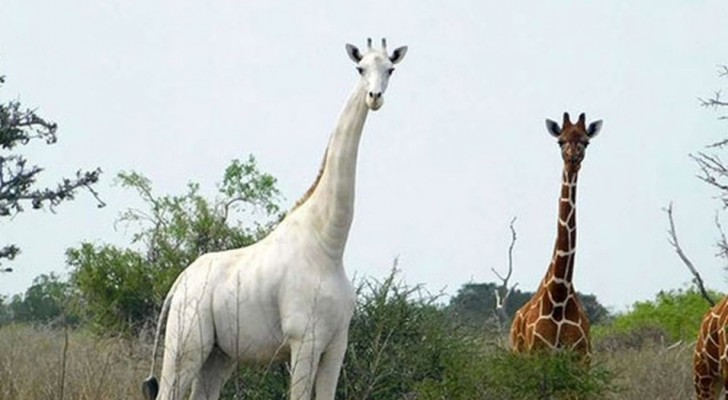 Una delle ultime giraffe bianche è stata dotata di un GPS per provare a salvarla dai bracconieri