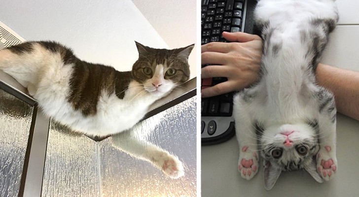 17 chats qui n'ont aucune idée de ce que signifie le respect de la vie privée des humains