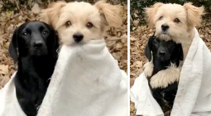 Due cuccioli si abbracciano sotto una copertina bianca per ripararsi dal freddo: un'immagine che scalda il cuore