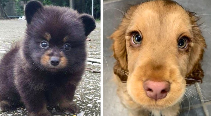 23 cachorros tan tiernos que ni siquiera parecen reales