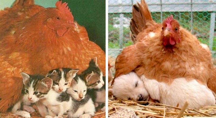 12 hens who have warmed baby animals of different species with their maternal instincts