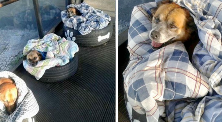 A bus station welcomes stray dogs in the area by offering them a warm blanket to sleep on