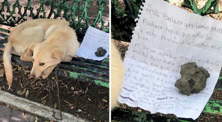 „Bitte adoptiert mich“: die herzzerreißenden Worte des Briefes, der neben dem auf einer Bank ausgesetzten Hund gelassen wurde