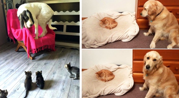 17 naughty cats who give their dog roommates a hard time