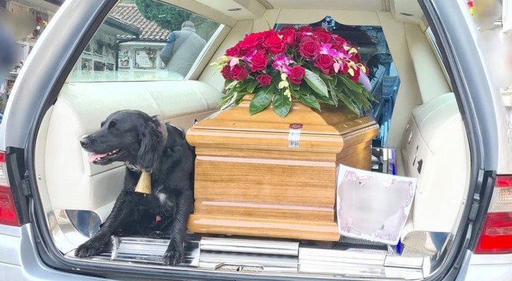 A sweet little dog climbs up next to the coffin of her deceased master and accompanies him on his last earthly journey