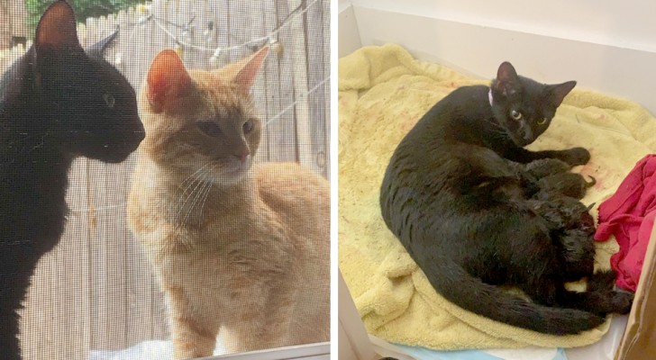 Un couple de chats demande à leurs voisins humains de les laisser entrer dans la maison pour qu'ils puissent donner naissance à leurs petits au chaud