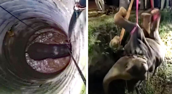 Un giovane elefante cade in un pozzo stretto e profondo: il video del salvataggio fa stare col fiato sospeso