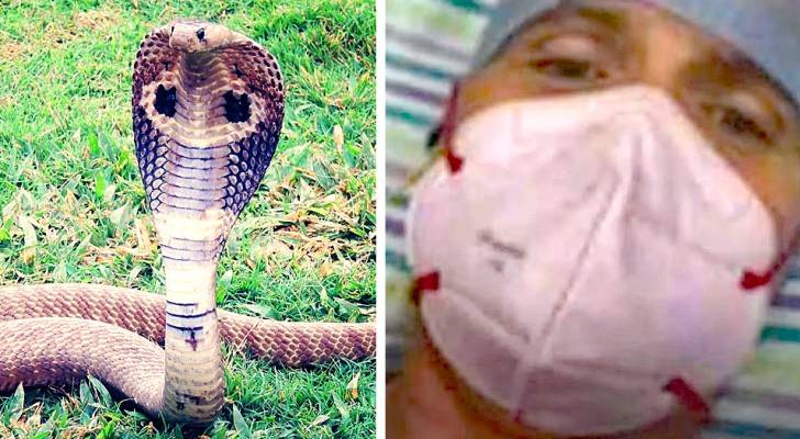 Een man overleefde een beet van een cobra nadat hij ziek was geworden door Covid, knokkelkoorts en malaria