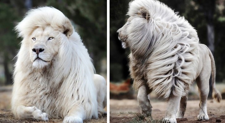 Een getalenteerde fotograaf slaagde erin om een ​​witte leeuw in al zijn grootsheid te vereeuwigen