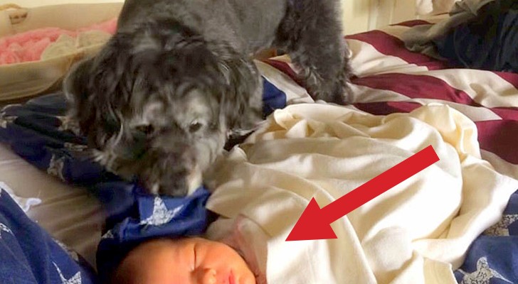 Een hond kruipt op het bed van een slapende baby: wat hij doet is ongelovelijk