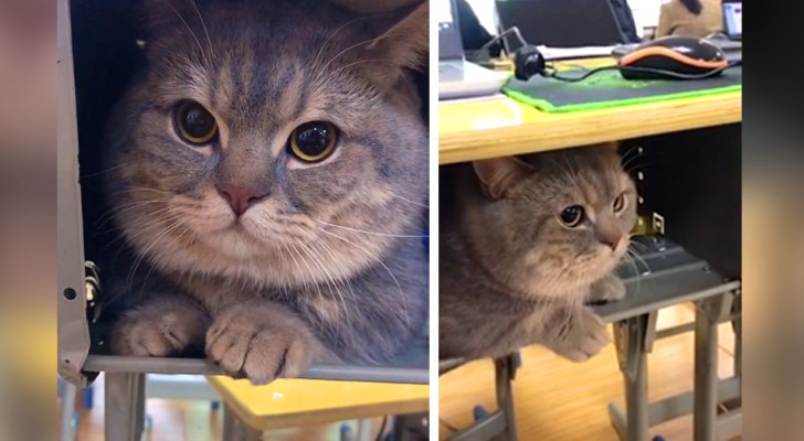 A girl takes her cat to class so as not to leave him alone and hides him under the desk