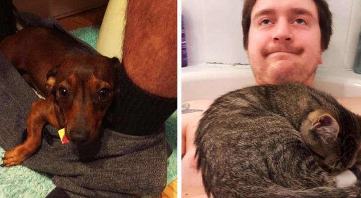 18 photos of dogs and cats that won't give their owners a moment of privacy 