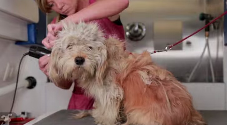 Here's how a girl saves this dog's life with a stylish makeover ....Brilliant!