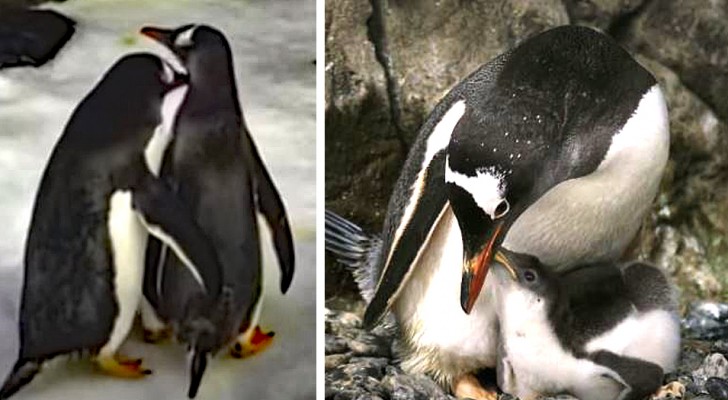 Das "schwule" Pinguin-Paar, das zwei verlassene Eier adoptierte, brachte sein zweites Küken zur Welt...