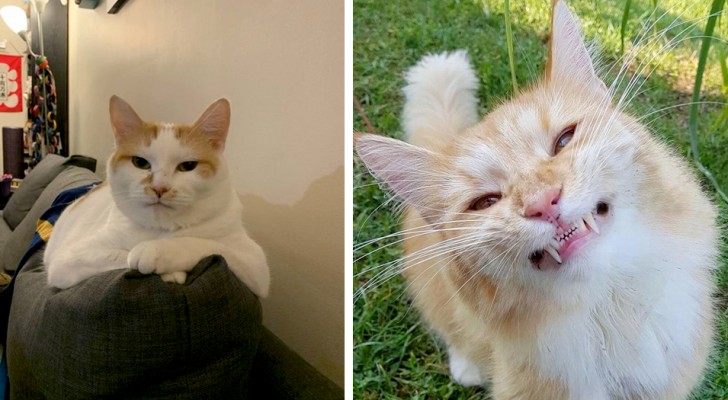 17 gatti con espressioni così esilaranti che si sono fatti capire al volo dai loro umani preferiti