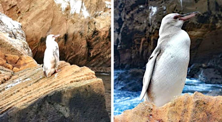 Galapagos: una guida turistica riesce a fotografare un rarissimo pinguino dalle piume bianche
