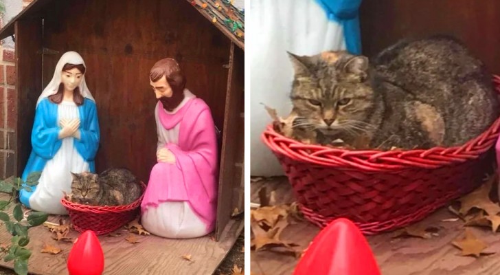 Eine Frau bemerkt eine ungewöhnliche Darstellung von Christi Geburt auf der Straße: Anstelle von Jesus als Kind ist da eine mürrische Katze