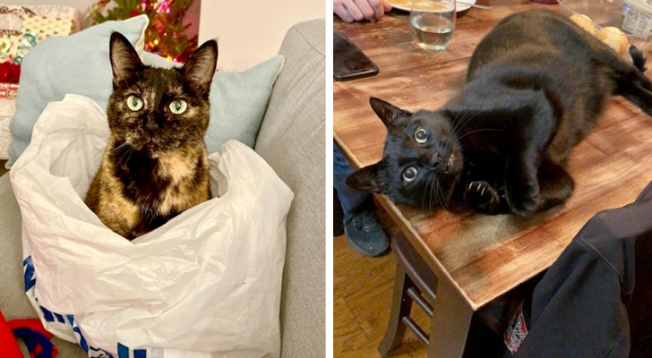 18 gatos totalmente obstinados a los que no les ha sido absolutamente posible decirles que no