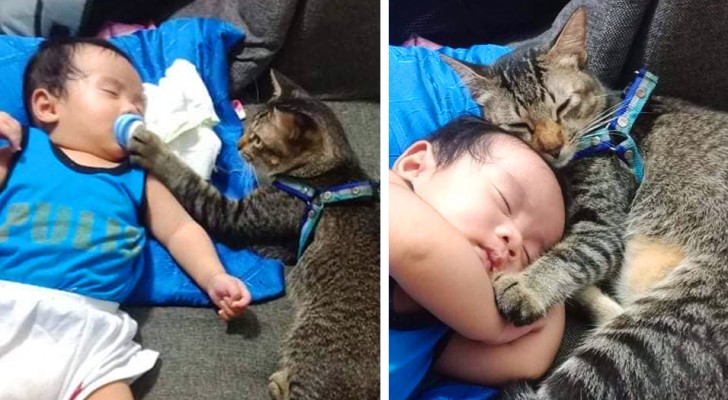 De lieve foto's van de "babysitter”-kat die eerst de fopspeen van de baby controleert en hem daarna knuffelt terwijl hij slaapt