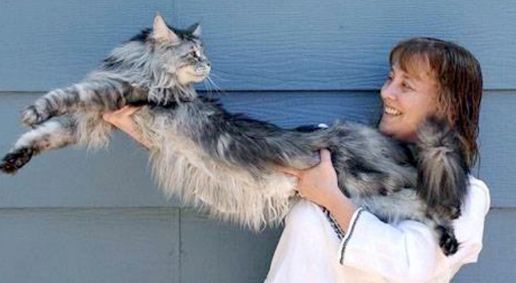 Questo gatto dalla lunghezza record è il guardiano preferito dei suoi padroni: non li perde mai di vista