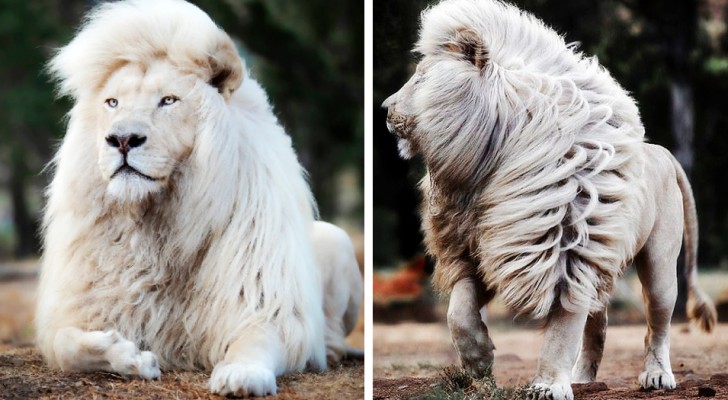 Un fotografo è riuscito ad immortalare tutta la bellezza di un maestoso leone bianco