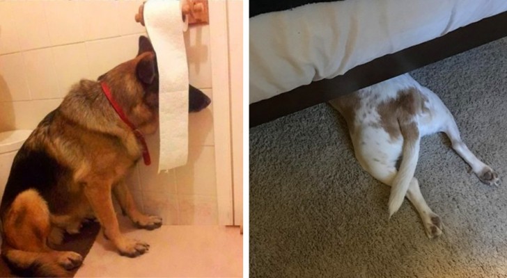 15 funny photos of dogs who thought they found the perfect hiding place from their owners
