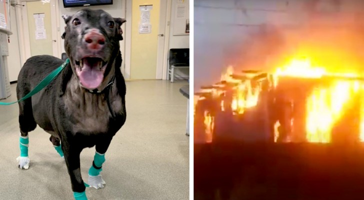Questa coraggiosa cagnolona ha salvato gli anziani di una casa di riposo da un devastante incendio