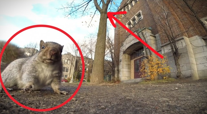 Ein Mann filmt ein Eichhörnchen, aber man kann sich NICHT vorstellen, was passieren wird!