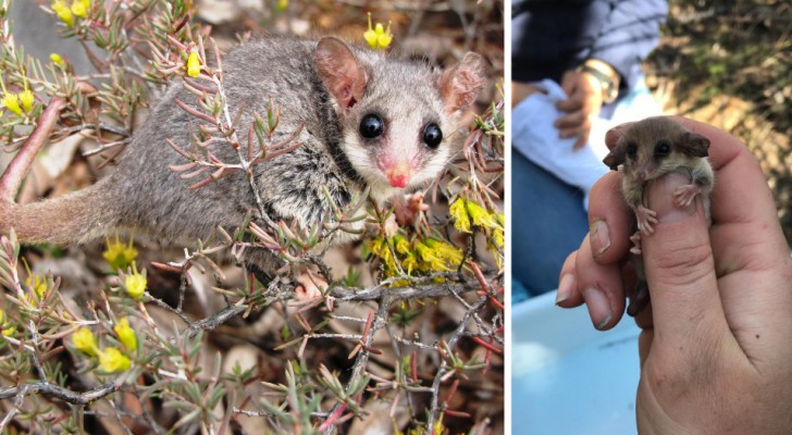 Riscoperti in Australia rari opossum pigmei: si temeva che gli incendi li avessero portati all'estinzione