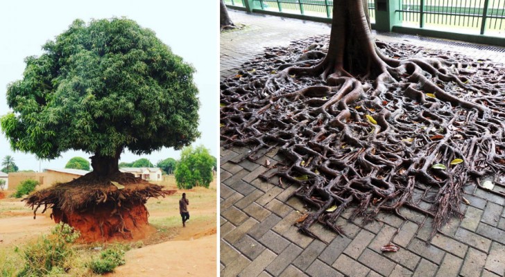 20 alberi che ti dimostrano come la voglia di vivere sia in grado di superare qualsiasi avversità